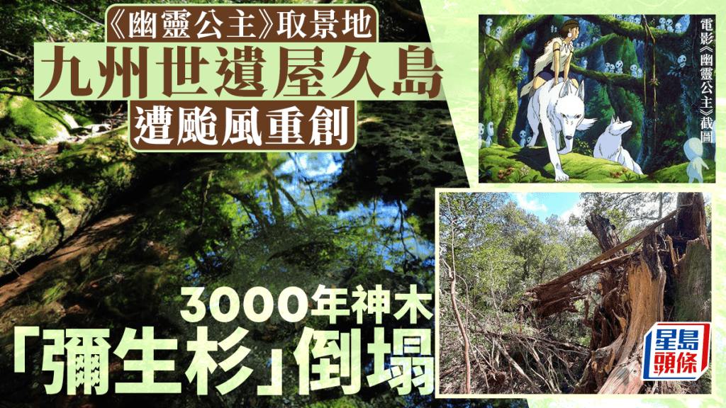屋久島3000年樹齡的彌生杉倒塌。