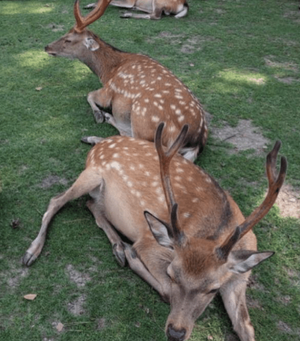 近日奈良鹿遭不良遊客侵擾的事件不絕於耳。