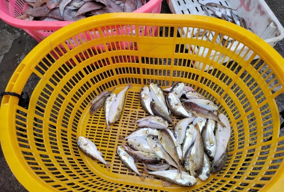 一名攤主已售賣數十公斤河豚（魨），攤裡所剩不多。 南國早報