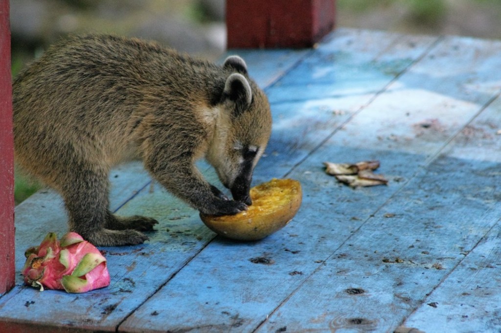動物園陷入財困。網上圖片