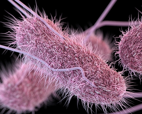 美國23州現沙門氏菌疫情。(網圖)