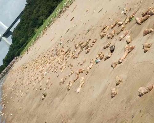 沙滩布满大量猪蹄。网图