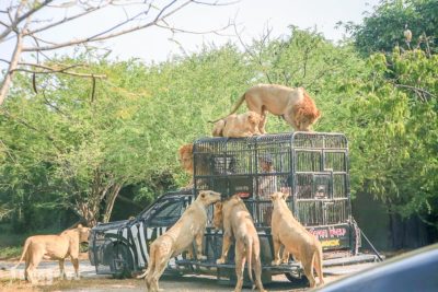 泰國目前有224隻合法擁有的獅子。網上圖片