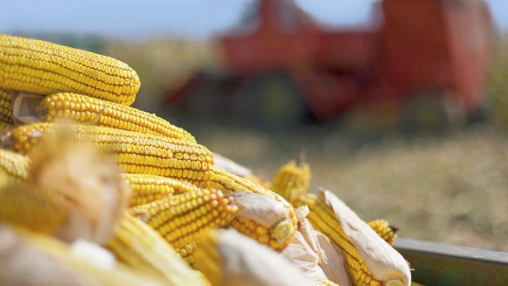 烏克蘭戰前每月糧食出口超過500萬公噸。資料圖片
