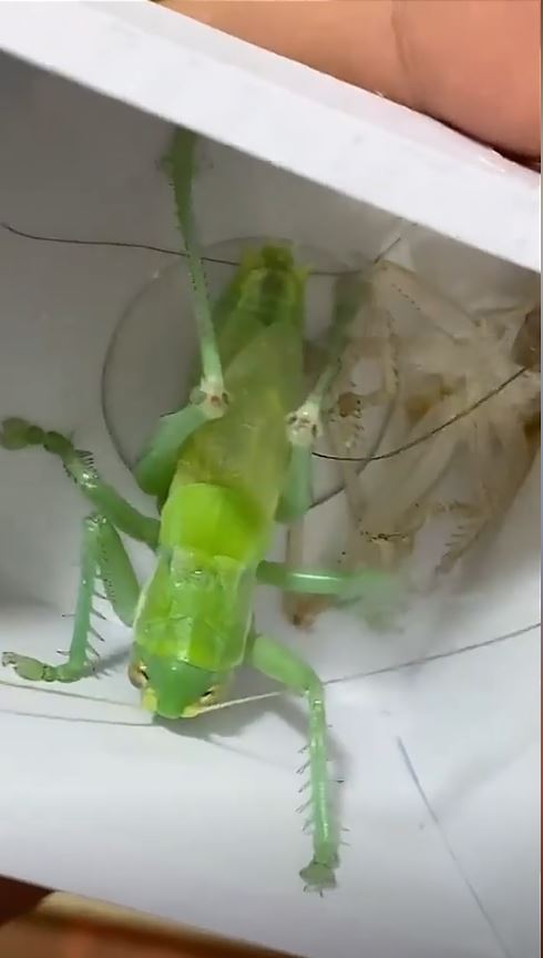 武新偉悉心繁殖蟈蟈及拍短片推廣，吸引不少鳴蟲玩家。抖音