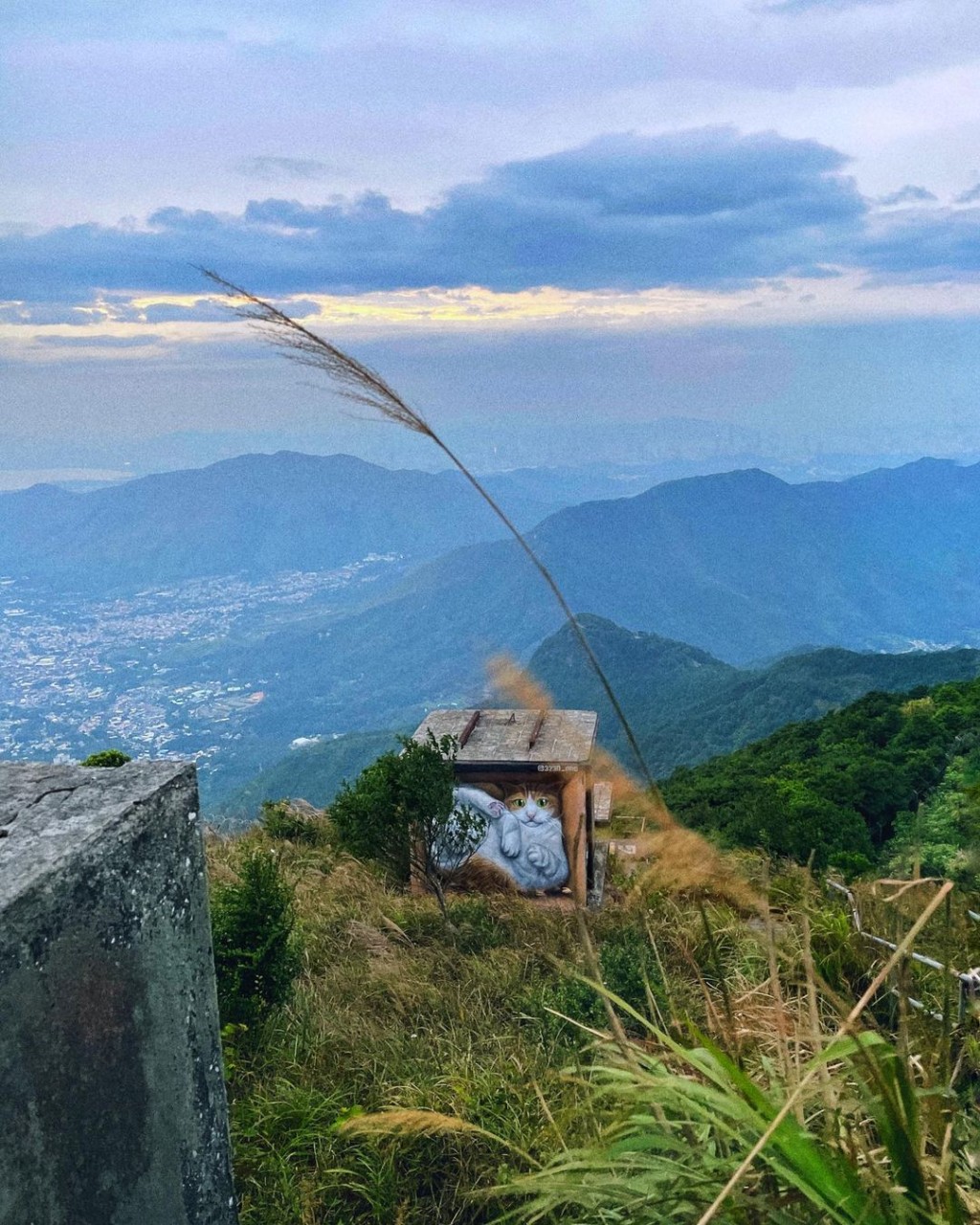 大帽山「猫屋」深受市民喜爱。「vladimir3230」IG