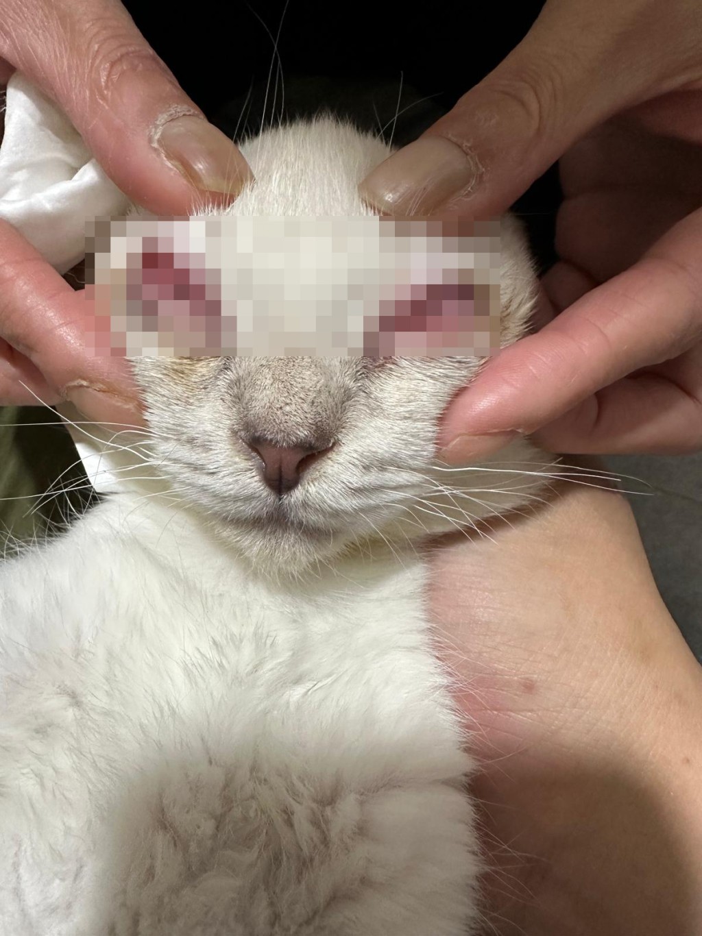 有兩隻貓眼睛的眼核呈白色,猶如「白內障」,如未能治好眼球可能會壞死需要摘除。「貓の地帶動物慈善」提供 有兩隻貓眼睛的眼核呈白色,猶如「白內障」,如未能治好眼球可能會壞死需要摘除。「貓の地帶動物慈善」提供