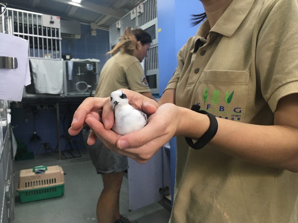 嘉道理农场暨植物园fb图片