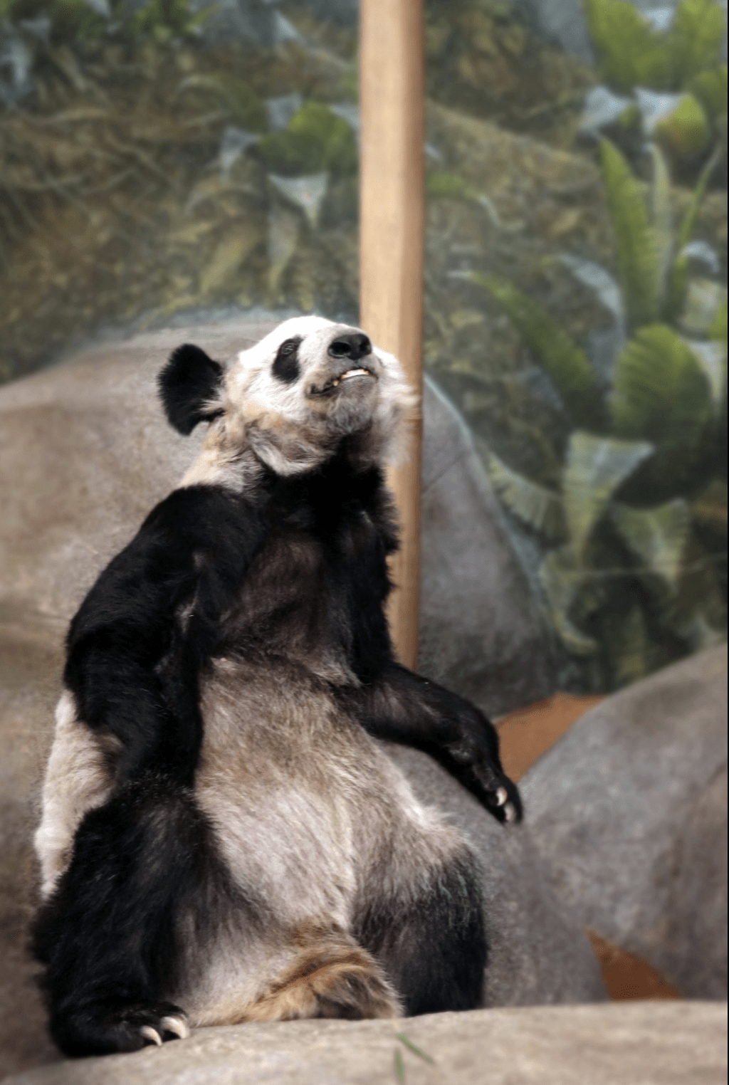 美国孟菲斯动物园早前宣布，将「丫丫」和「乐乐」归还。(路透社)