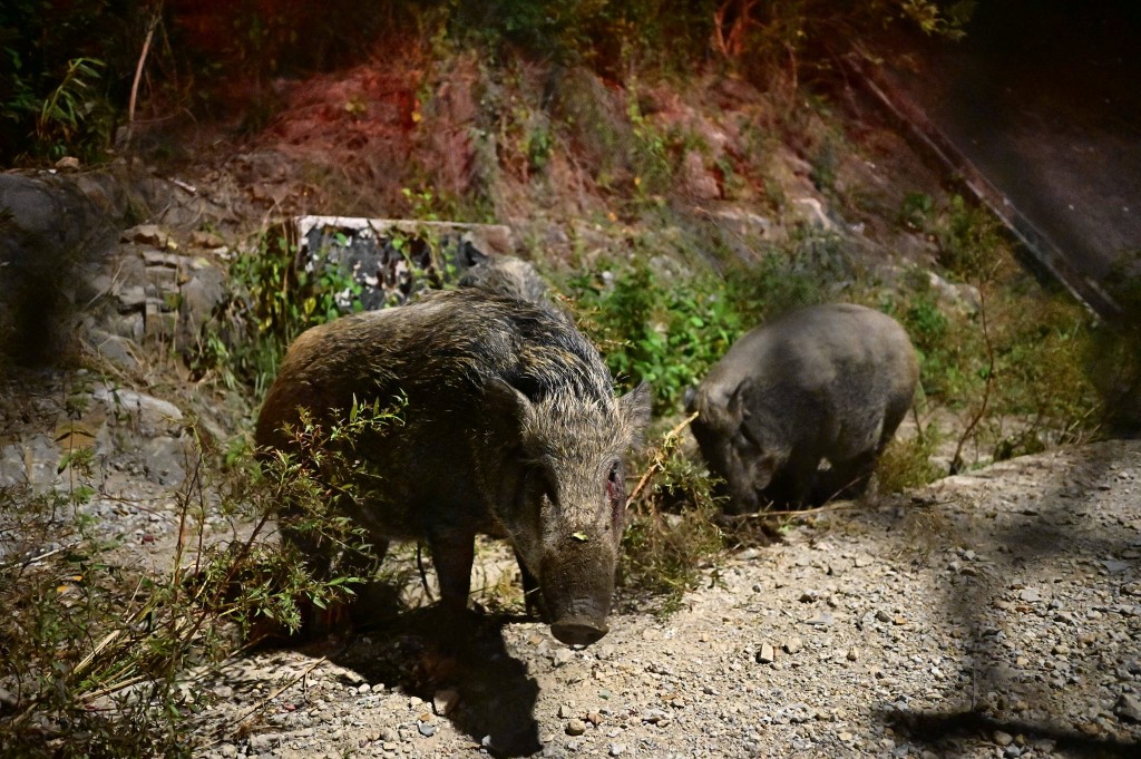 現場有數隻野豬在鐵絲網後方。