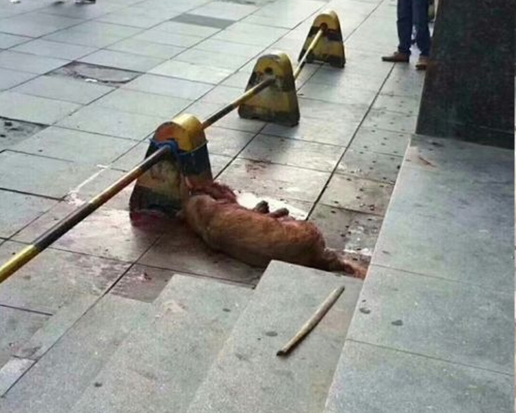 警方指狗隻曾咬人。網上片段