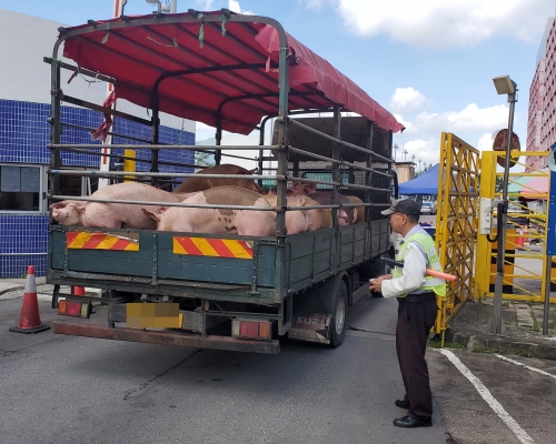 業界促當局盡快恢復每日引入4000隻內地活豬的正常供應。 資料圖片