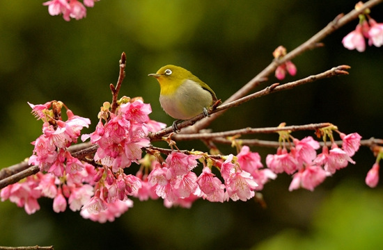 日本櫻花花期最早會由沖繩開始。（新華社）