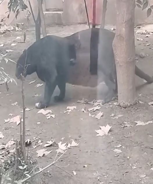 成都有動物園食用太好，令兩隻黑豹和金錢豹肥到「肚腩快拖地」。抖音