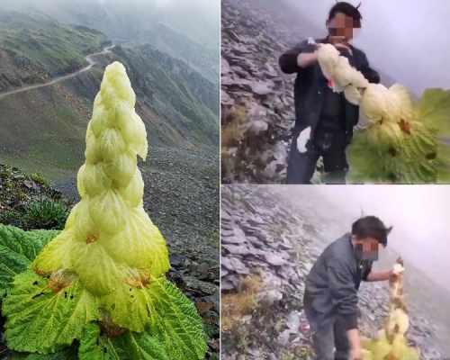 涉事男子破坏的塔黄不属于国家保护植物，其行为未构成违法。（网图）