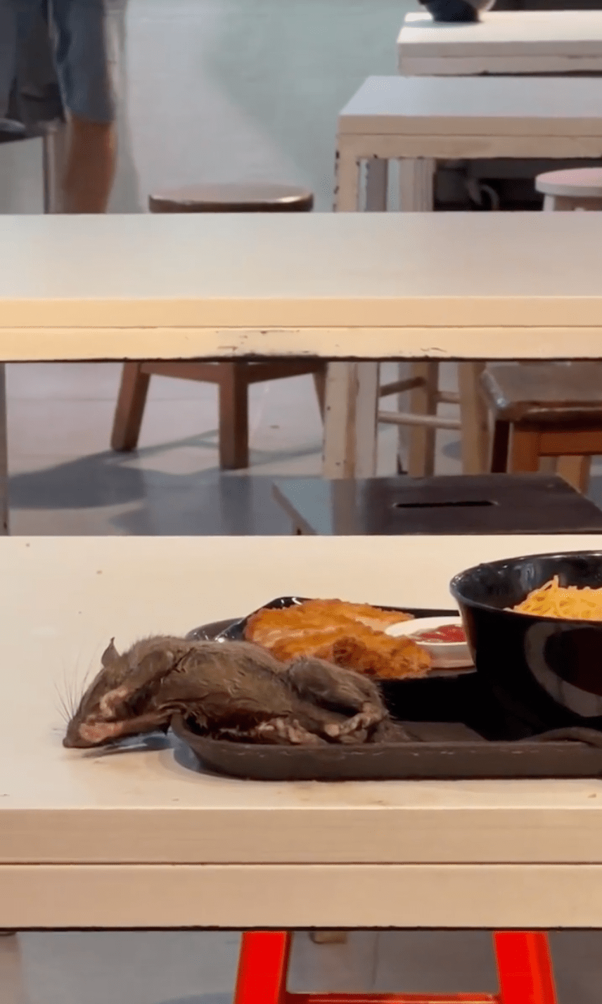 一只手掌大小的乾瘦老鼠躺在食客的餐盘之上。