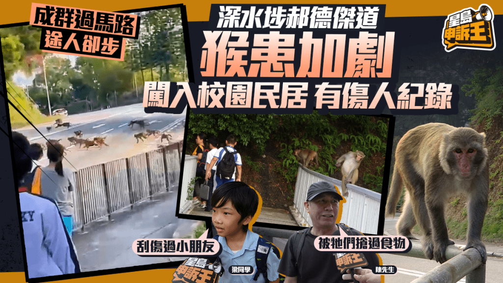 深水埗郝德傑道猴患加劇 闖入校園民居有傷人紀錄