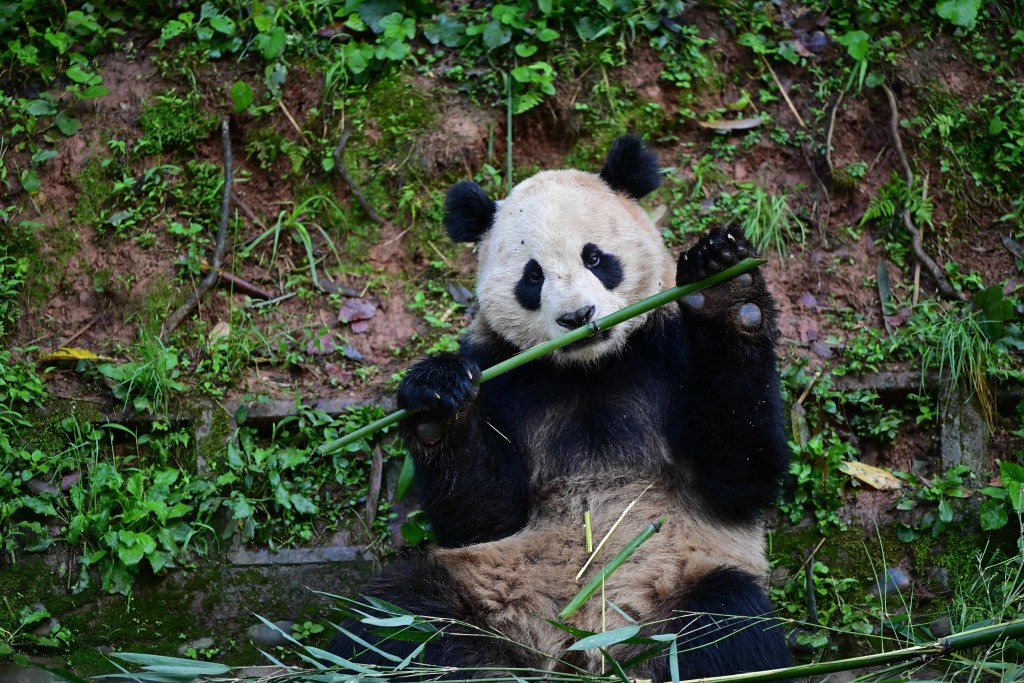 大熊猫“云川”。