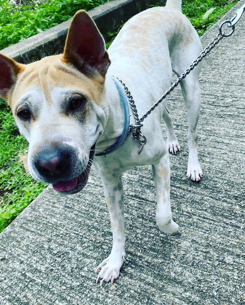 有網民發現Kasha指甲太長，提醒主人要幫狗狗剪甲。