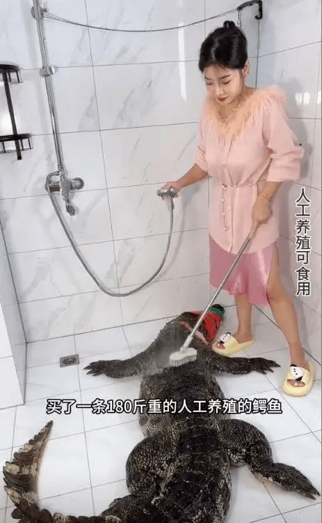 網紅小何在影片中展示清洗鱷魚。