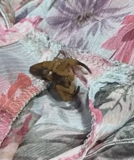 巴西女子在ZARA試衫驚見蠍子。 IG / recantoacao