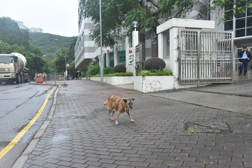 流浪狗在香港仔漁光道85號對開行人路徘徊。
