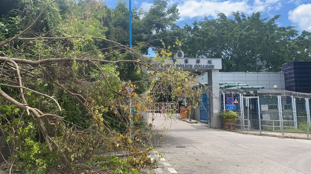 香港警察学院闸口对开，一棵5米高大树突告塌下。黎咏斯摄