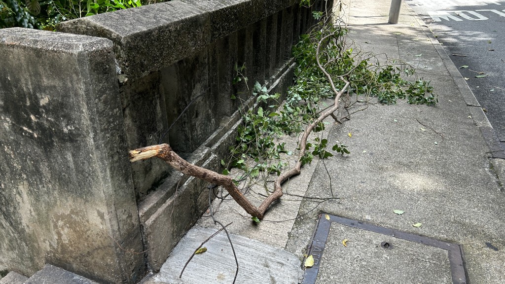 塌下的樹椏被移至路邊。蔡楚輝攝