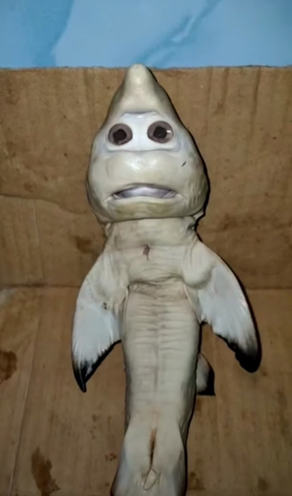 鲨鱼BB长了一张很像人类的脸。（网图）