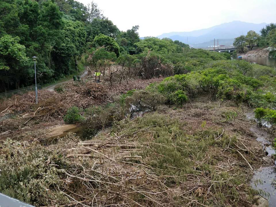 树林全被砍掉。网上图片