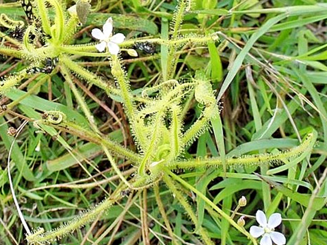 茅膏菜在英国已愈来愈罕有。网图