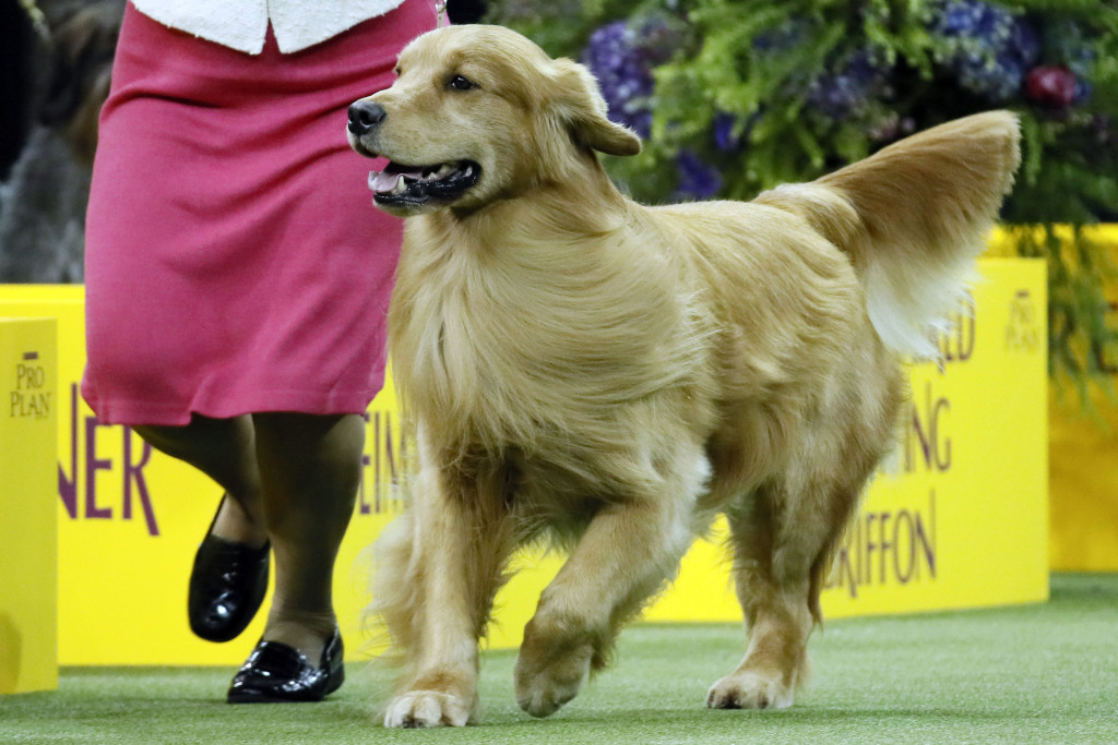 2022年美國最受歡迎犬種第3名金毛尋回犬（Golden Retrievers ）。 美聯社
