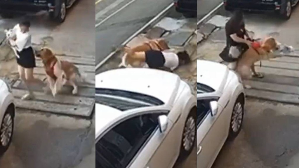 金毛犬街頭發狂死咬小狗影片瘋傳。