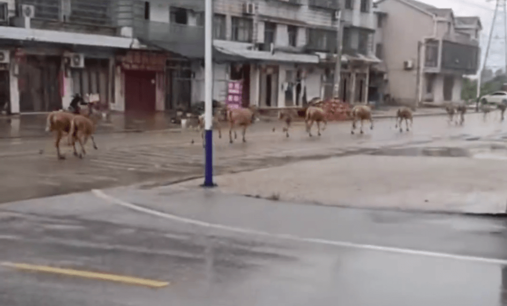 野生麋鹿已进入村镇，在街道上奔跑。