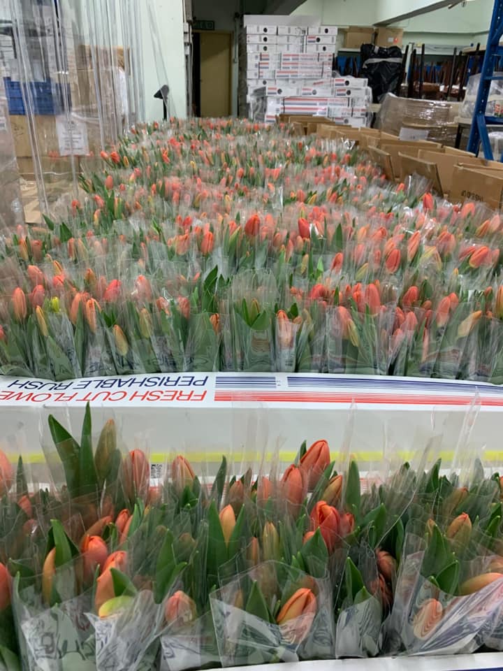 荷蘭領事館向醫管局送贈一批鬱金香。荷蘭駐港領事館FB