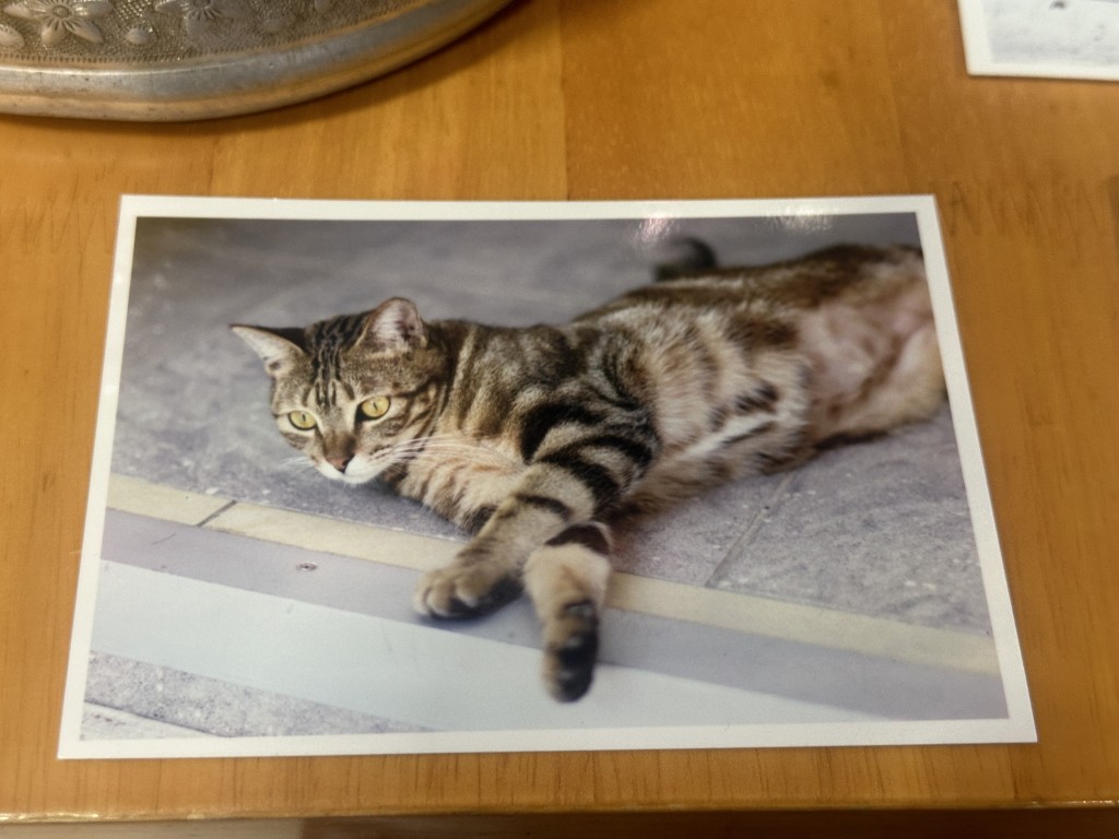 被偷的貓咪樂樂2歲多，為老虎紋貓。受訪者提供