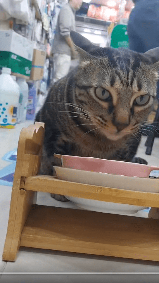 「阻B」自6個月大起已在該藥房生活，現時是區內甚有名氣的明星貓。「阻B」關注組