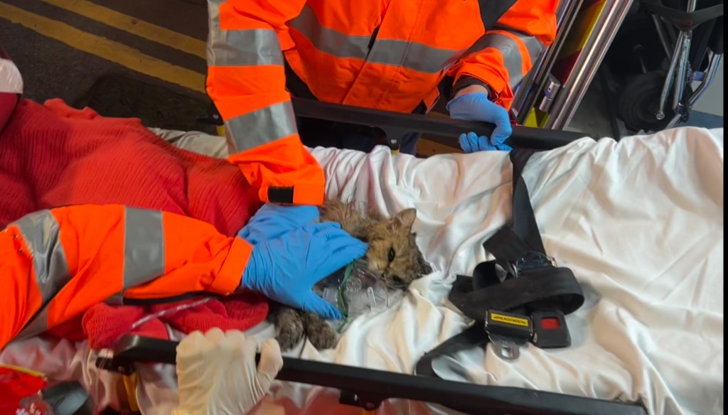 消防在起火單位內救出一隻貓,當時陷入昏迷。蔡楚輝攝 消防在起火單位內救出一隻貓,當時陷入昏迷。蔡楚輝攝