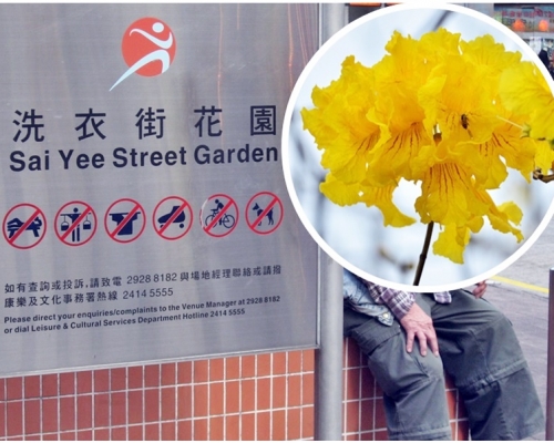 康文署會安排在原址補種一棵黃花風鈴木(小圖,康文署圖片)。