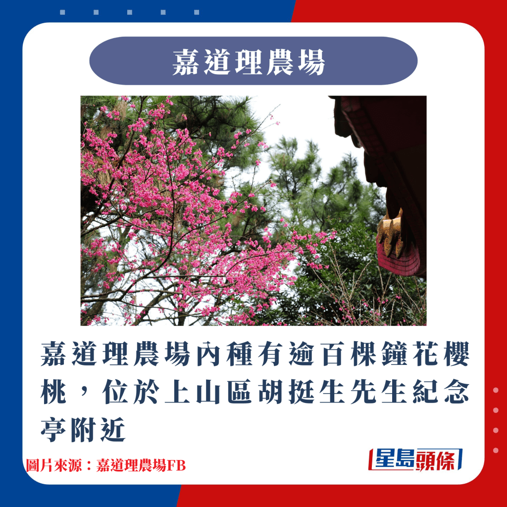 香港10大賞櫻熱點｜嘉道理農場內種有逾百棵鐘花櫻桃，位於上山區胡挺生先生紀念亭附近