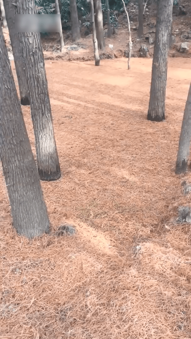 劉先生發布影片稱，河南羅山濕地公園存安全隱患。（網絡圖片）