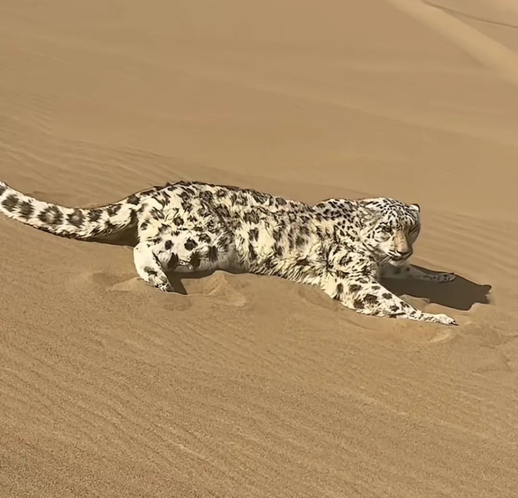 新疆沙漠罕見現雪豹。微博@新華社 新疆沙漠罕見現雪豹。微博@新華社