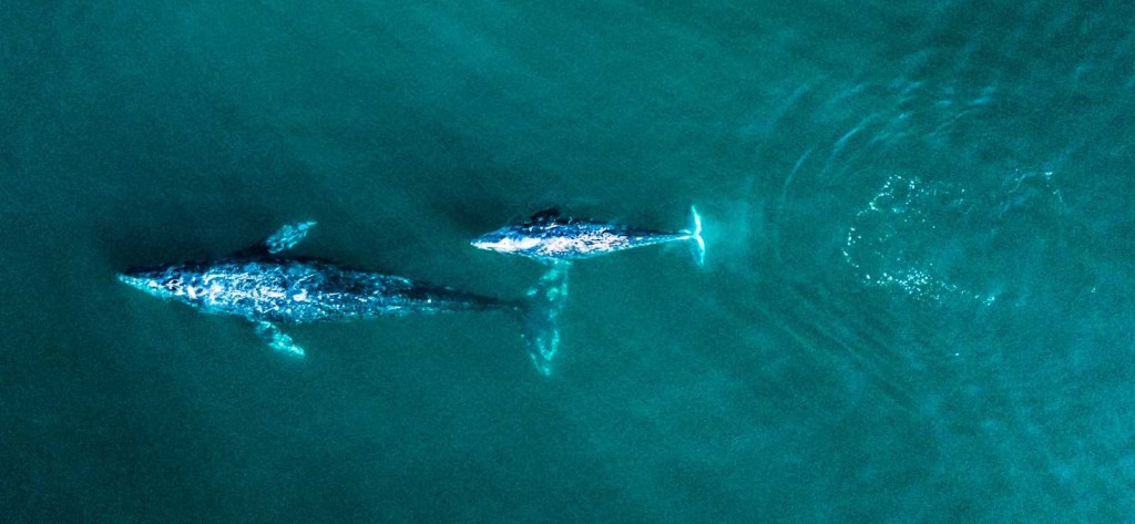 灰鲸在18世纪遭人类大量猎杀，被学界认定已在大西洋灭绝。The Marine Mammal Center