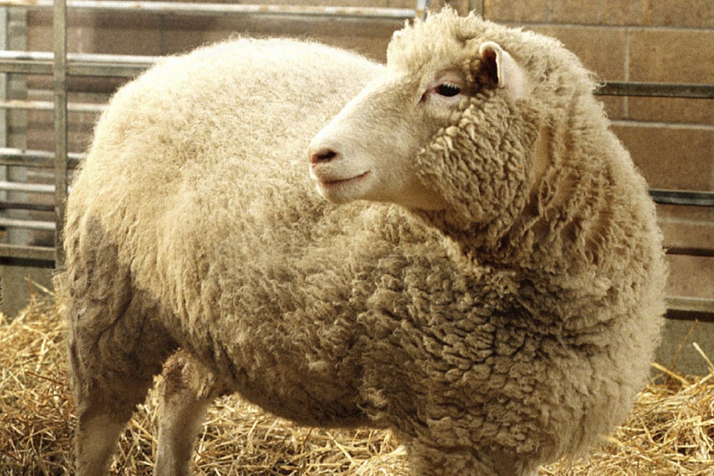 多莉羊是第一隻從成年體細胞複製出來的哺乳動物。美聯社
