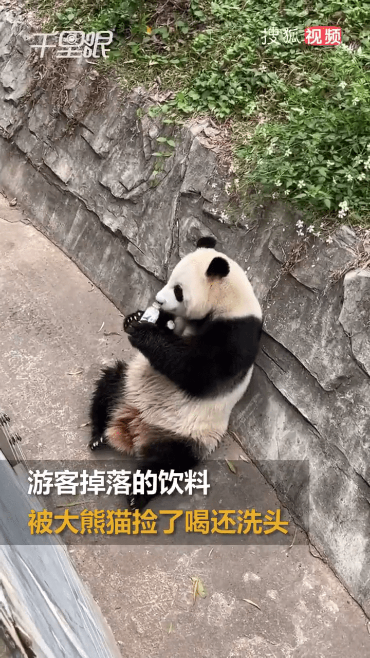 大熊猫雅一将饮料的樽盖咬开。