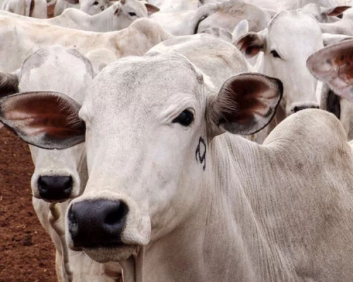 巴西爆发疯牛症宣布暂停对中国输出牛肉。 （网图）