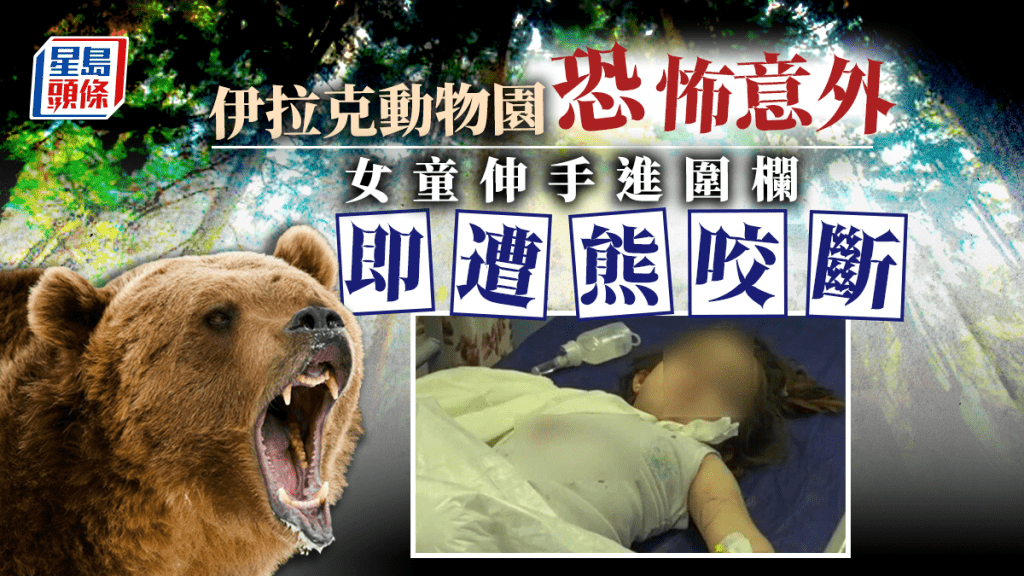 伊拉克一名女童右手手臂被熊咬斷須送院救治。網上圖片