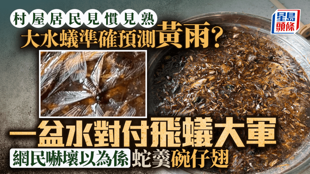 大水蟻準確預測黃雨？ 一盆水對付飛蟻大軍 網民眼花以為係蛇羹碗仔翅 村屋居民見慣見熟｜Juicy叮