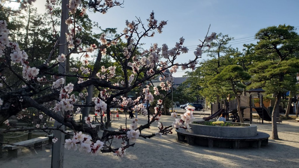 4月是赏樱季节。资料图片