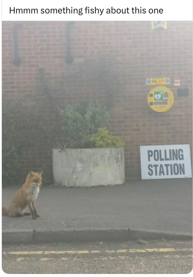 有人在票站外發現小狐狸。